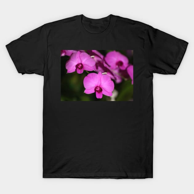 Purple Power: Moth Orchid or Phalaenopsis T-Shirt by Carole-Anne